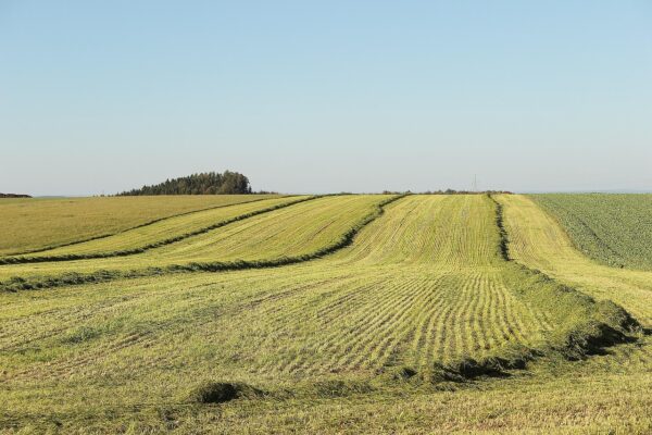 Cross-Cultural Issues in Rural Development